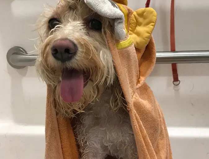 A dog after a bath at Conejo Valley Veterinary Hospital